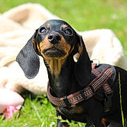 Ziggy participe au concours pour gagner de l'argent avec cette photo : animal, black_and_tan, blanket, canine, collar, cute, dachshund, dog, ears, fur, grass, ground, harness, nature, outdoor, pet, puppy, small_dog, sunlight, young