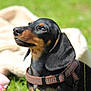 Ziggy a rejoint le concours — aidez-le/la à gagner de superbes lots ! animal, black_and_tan, cute, dachshund, daylight, dog, ears, fur, grass, harness, nature, nose, outdoor, pet, portrait, puppy, sitting, sunlight, whiskers, young