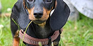 Ziggy participe au concours pour gagner de l'argent avec cette photo : animal, black, brown, canine, close_up, collar, cute, dachshund, dog, ears, fur, grass, muzzle, nature, outdoor, pet, playful, puppy, walking, young
