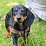 animal, black, brown, canine, close_up, collar, cute, dachshund, dog, ears, fur, grass, muzzle, nature, outdoor, pet, playful, puppy, walking, young