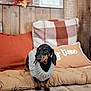Ziggy participe au concours pour gagner de l'argent avec cette photo : autumn, black, brown, cozy, cushion, cute, dachshund, decor, dog, fall_leaves, home, indoor, pet, pillows, plaid, relaxed, small_dog, sweater, warm, wooden_floor