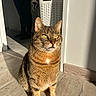 cat, tabby, sunlight, indoor, floor, shadow, laundry_basket, doorway, wall, wooden_floor, pet, animal, feline, sitting, yellow_eyes, striped_fur, domestic_cat, quiet, calm, home