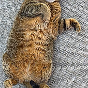 Harley a rejoint le concours — aidez-le/la à gagner de superbes lots ! cat, tabby, pet, feline, fur, whiskers, paw, relaxed, lying_down, carpet, indoor, cute, animal, one_eye_closed, striped, domestic_animal, playful, resting, cozy, fluffy
