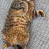 cat, tabby, pet, feline, fur, whiskers, paw, relaxed, lying_down, carpet, indoor, cute, animal, one_eye_closed, striped, domestic_animal, playful, resting, cozy, fluffy