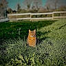 Harley participe au concours pour gagner de l'argent avec cette photo : cat, tabby, grass, field, outdoor, sunlight, nature, animal, pet, fence, greenery, daylight, mammal, sitting, fur, whiskers, alert, wildlife, cute, calm
