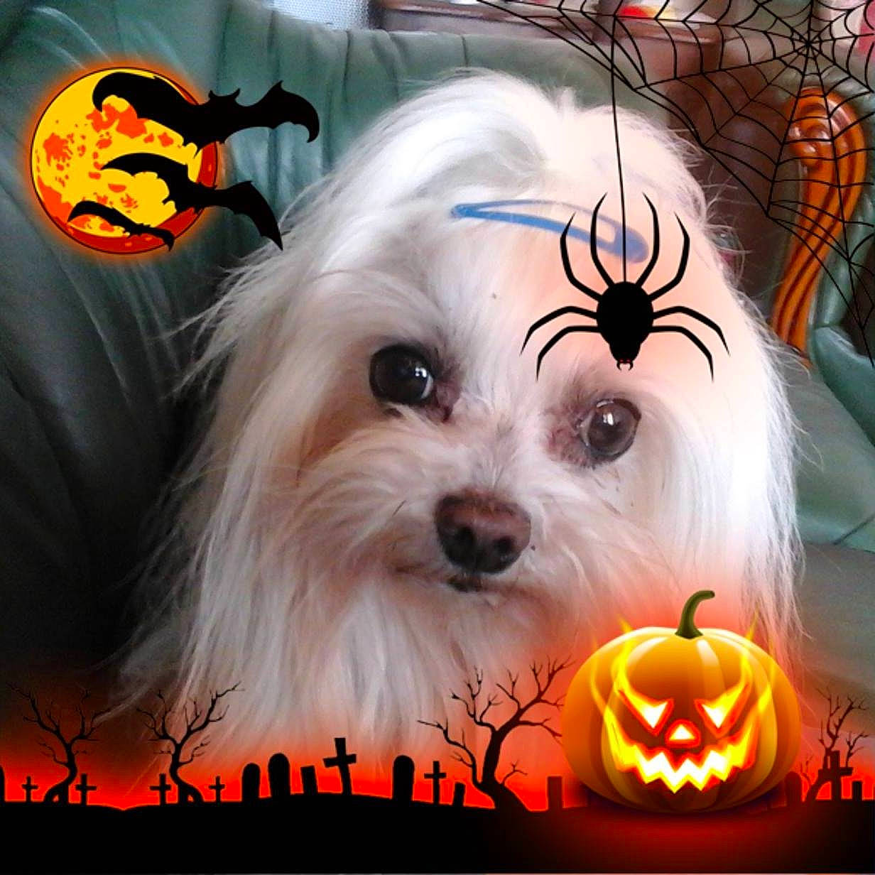 Boubou participe au concours pour gagner de l'argent avec cette photo : art, calabaza, carnivore, companion_dog, cucurbita, dog, dog_breed, event, font, gourd, grass, happy, natural_foods, orange, photo_caption, plant, pumpkin, toy_dog, vegetable, winter_squash