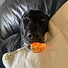 Harlee joined the competition — help win amazing prizes! dog, black_dog, pet, animal, canine, toy, orange_toy, chewing, lying_down, couch, cushion, indoor, home, portrait, close_up, shiny_fur, brown_eyes, black_nose, relaxed, funny