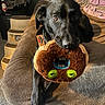 Harlee joined the competition — help win amazing prizes! dog, black_dog, pet, plush_toy, stuffed_animal, bed, bedroom, blanket, indoors, lying_down, crossed_paws, long_ears, brown_toy, green_eyes, sunlight, cozy, portrait, closeup, playful, home