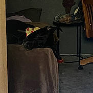 Harlee is registered to the contest to win money with this photo: dog, black_dog, pet, sleeping, resting, chair, furniture, indoor, dim_lighting, living_room, pizza_hat, costume, funny, cute, relaxed, animal, canine, portrait, home, carpet