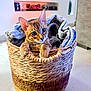 animal, basket, blanket, cat, cozy, curious, cute, decor, ears, eyes, feline, floor, home, indoor, kitten, pet, sitting, soft_lighting, woven, young
