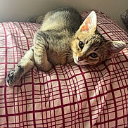 Pickle joined the competition — help win amazing prizes! kitten, cat, tabby, pet, animal, feline, cute, resting, blanket, bed, indoor, cozy, soft_light, fur, whiskers, ears, eyes, paws, relaxed, sleepy