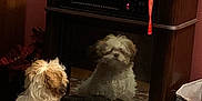 Roxie joined the competition — help win amazing prizes! dog, reflection, heater, candles, christmas_tree, toy, rug, indoor, home_decor, furniture, curly_fur, brown_and_white, pet, small_dog, decorations, cozy, wood_floor, container, fabric, quiet_moment