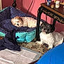 Roxie is registered to the contest to win money with this photo: dog, puppy, pet_bed, living_room, carpet, table, decor, blue_pillow, pink_wall, portrait_frame, candle, blanket, fur, small_dog, cute, indoors, resting, floor, household, domestic_animal