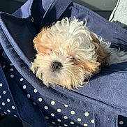 Roxie is registered to the contest to win money with this photo: puppy, dog, sleeping, curly_fur, navy_blue, polka_dot, bag, sunlight, cozy, cute, pet, animal, resting, fluffy, close_up, indoor, soft_light, adorable, relaxed, travel