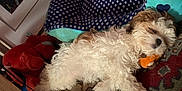 Roxie is registered to the contest to win money with this photo: animal, blanket, brown, carpet, comfort, cozy, curly_fur, dog, dog_bed, floor, home, indoor, pet, polka_dot, puppy, resting, sleeping, stuffed_toy, toy, white