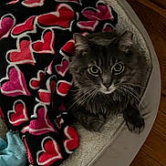 Jinx is registered to the contest to win money with this photo: cat, gray_cat, pet_bed, blanket, heart_pattern, indoor, cozy, fur, whiskers, floor, wood_floor, comfort, resting, animal, cute, domestic_cat, looking_up, feline, house_pet, relaxation