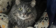 Jinx joined the competition — help win amazing prizes! cat, gray_cat, pet_bed, cat_bed, fur, wide_eyes, indoor, wooden_floor, curious, cozy, feline, animal, whiskers, ears, sitting, resting, comfort, fabric, pattern, paw_prints