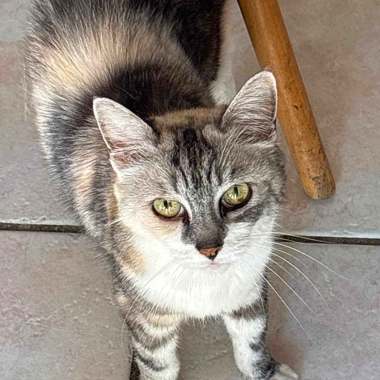 Eazy a rejoint le concours — aidez-le/la à gagner de superbes lots ! animal, animal_portrait, cat, curious, cute, domestic_cat, feline, floor, fur, green_eyes, indoor, looking_up, paws, pet, small, striped, tabby, tile, whiskers, wooden_chair_leg