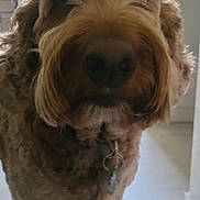 Luna joined the competition — help win amazing prizes! dog, curly_fur, pet, indoor, hallway, close_up, brown_fur, collar, curious, domestic_animal, canine, floor, kitchen, background, light, standing, animal, house, portrait, companion