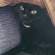 Sasha is registered to the contest to win money with this photo: black_cat, cat, pet, blanket, cozy, indoor, feline, collar, green_eyes, couch, resting, fur, animal, cute, comfortable, soft, relaxed, snug, home, portrait