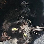 Sasha joined the competition — help win amazing prizes! animal, black_cat, carpet, cat, closeup, curious, cute, domestic_animal, feline, fur, indoor, lying_down, mammal, pattern, pet, playful, relaxed, resting, whiskers, yellow_eyes