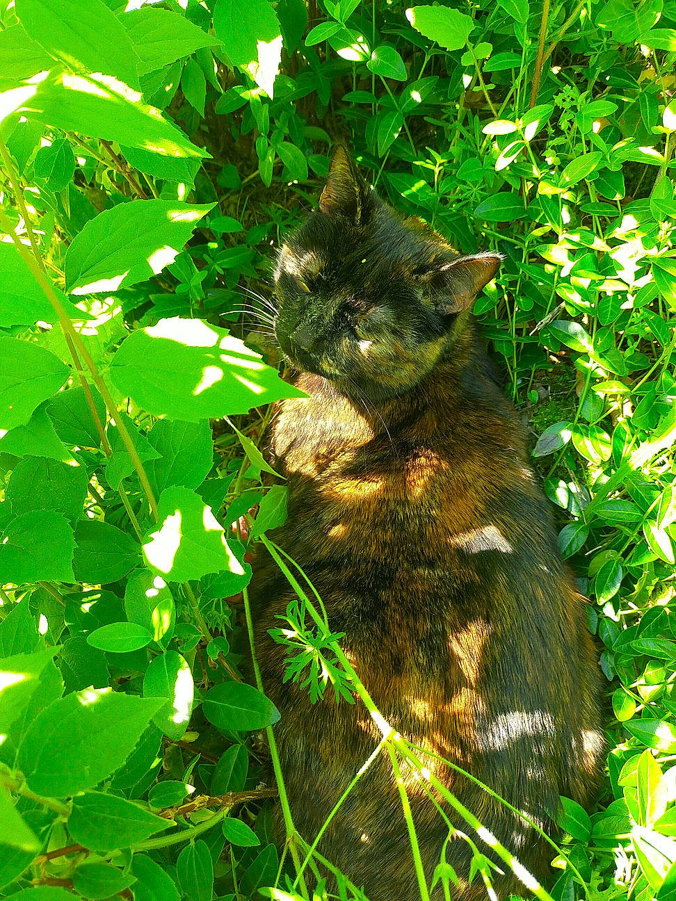 Ouvéa participe au concours pour gagner de l'argent avec cette photo : carnivore, cat, domestic_short_haired_cat, felidae, fur, grass, groundcover, herb, jungle, plant, shrub, small_to_medium_sized_cats, tail, terrestrial_animal, terrestrial_plant, tree, trunk, whiskers, wildlife