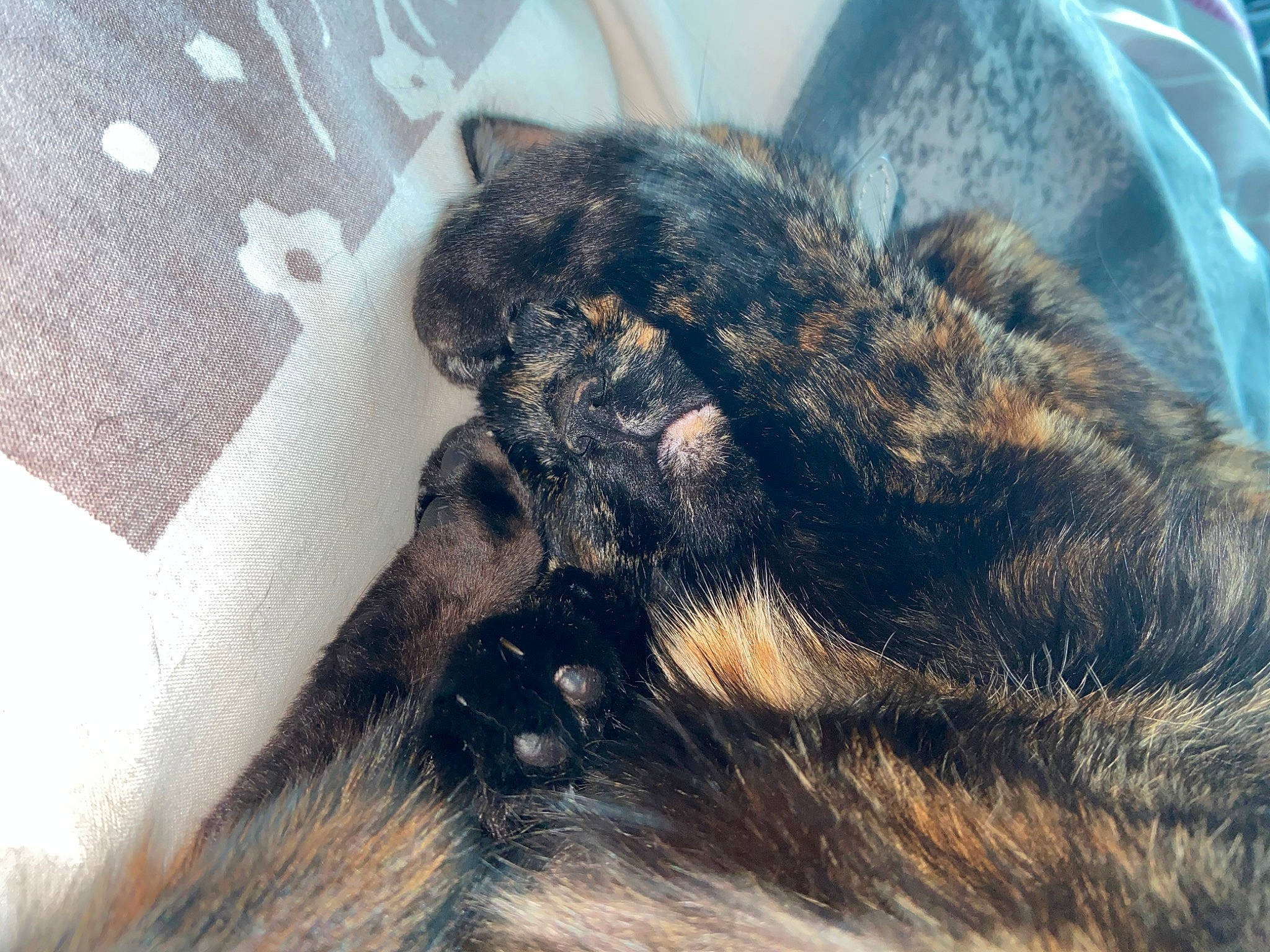 Ouvéa participe au concours pour gagner de l'argent avec cette photo : carnivore, cat, claw, dog_breed, domestic_short_haired_cat, ear, felidae, fur, nap, paw, sleep, small_to_medium_sized_cats, snout, sporting_group, tail, terrestrial_animal, whiskers, wildlife