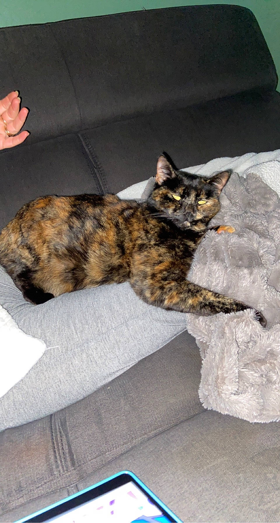 Ouvéa a rejoint le concours — aidez-le/la à gagner de superbes lots ! carnivore, cat, claw, comfort, domestic_short_haired_cat, felidae, fur, gesture, grey, mammal, paw, small_to_medium_sized_cats, tail, terrestrial_animal, vertebrate, whiskers