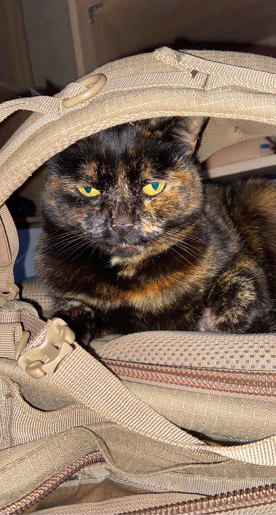 Ouvéa participe au concours pour gagner de l'argent avec cette photo : basket, black_cat, carnivore, cat, cat_supply, claw, comfort, domestic_short_haired_cat, felidae, fur, hat, pattern, paw, small_to_medium_sized_cats, snout, sun_hat, tail, terrestrial_animal, whiskers