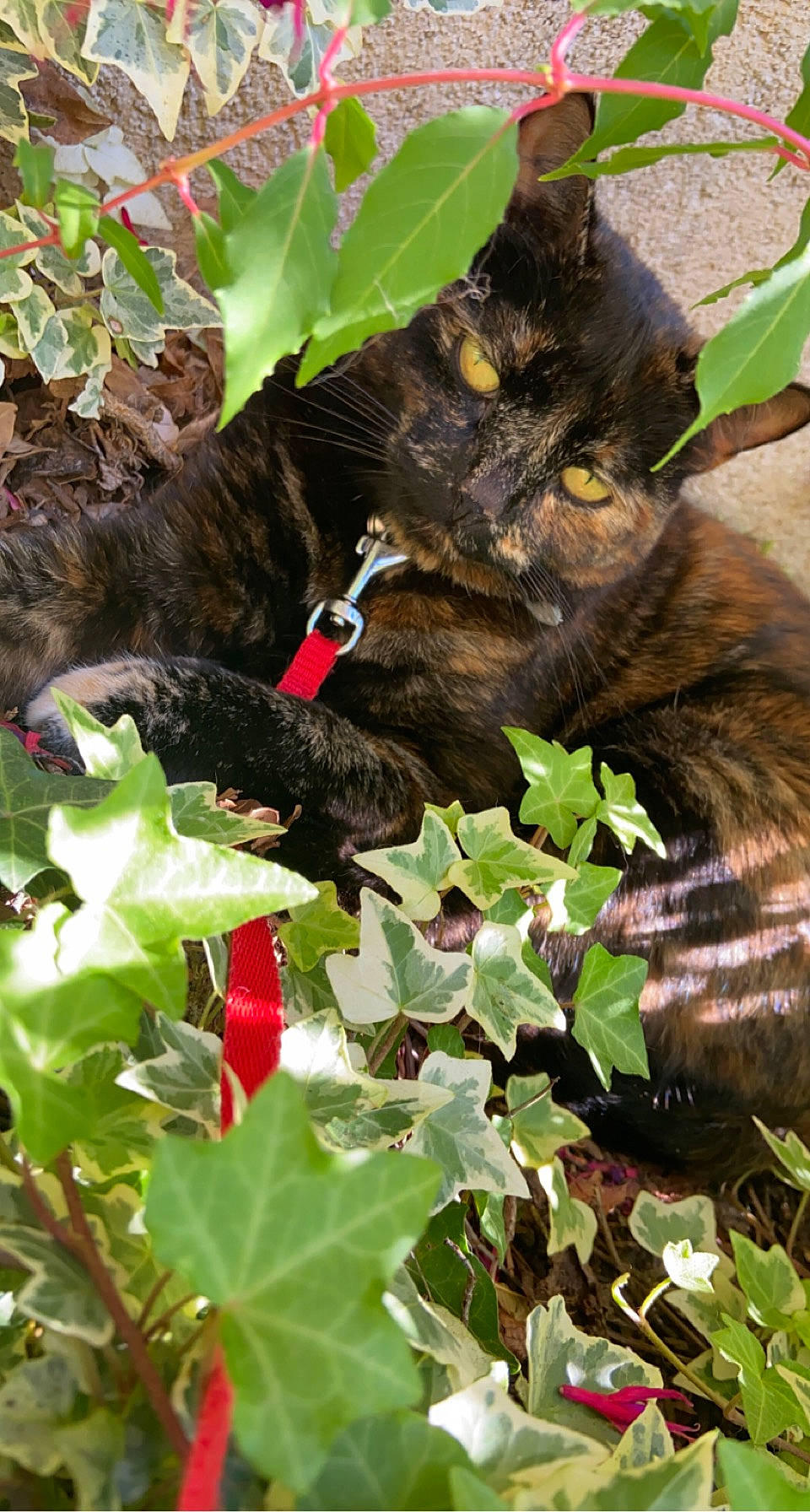 Ouvéa a rejoint le concours — aidez-le/la à gagner de superbes lots ! annual_plant, bombay, botany, carmine, carnivore, cat, domestic_short_haired_cat, felidae, garden, grass, groundcover, herb, herbaceous_plant, leaf, plant, shrub, small_to_medium_sized_cats, tail, terrestrial_animal, whiskers