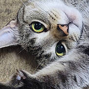 Kiko is registered to the contest to win money with this photo: carpet, cat, close_up, curious, cute, fur, green_eyes, indoor, looking_at_camera, lying_down, macro, nose, paw, pet, portrait, relaxed, soft_texture, striped, tabby_cat, whiskers