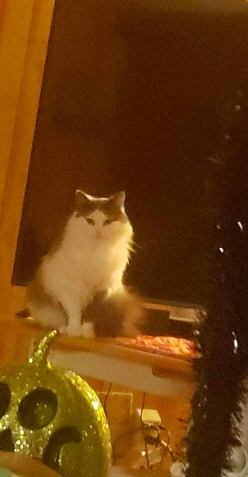 Candy is registered to the contest to win money with this photo: carnivore, cat, darkness, felidae, fur, serveware, shadow, small_to_medium_sized_cats, still_life, still_life_photography, tail, tints_and_shades, whiskers, window, wood