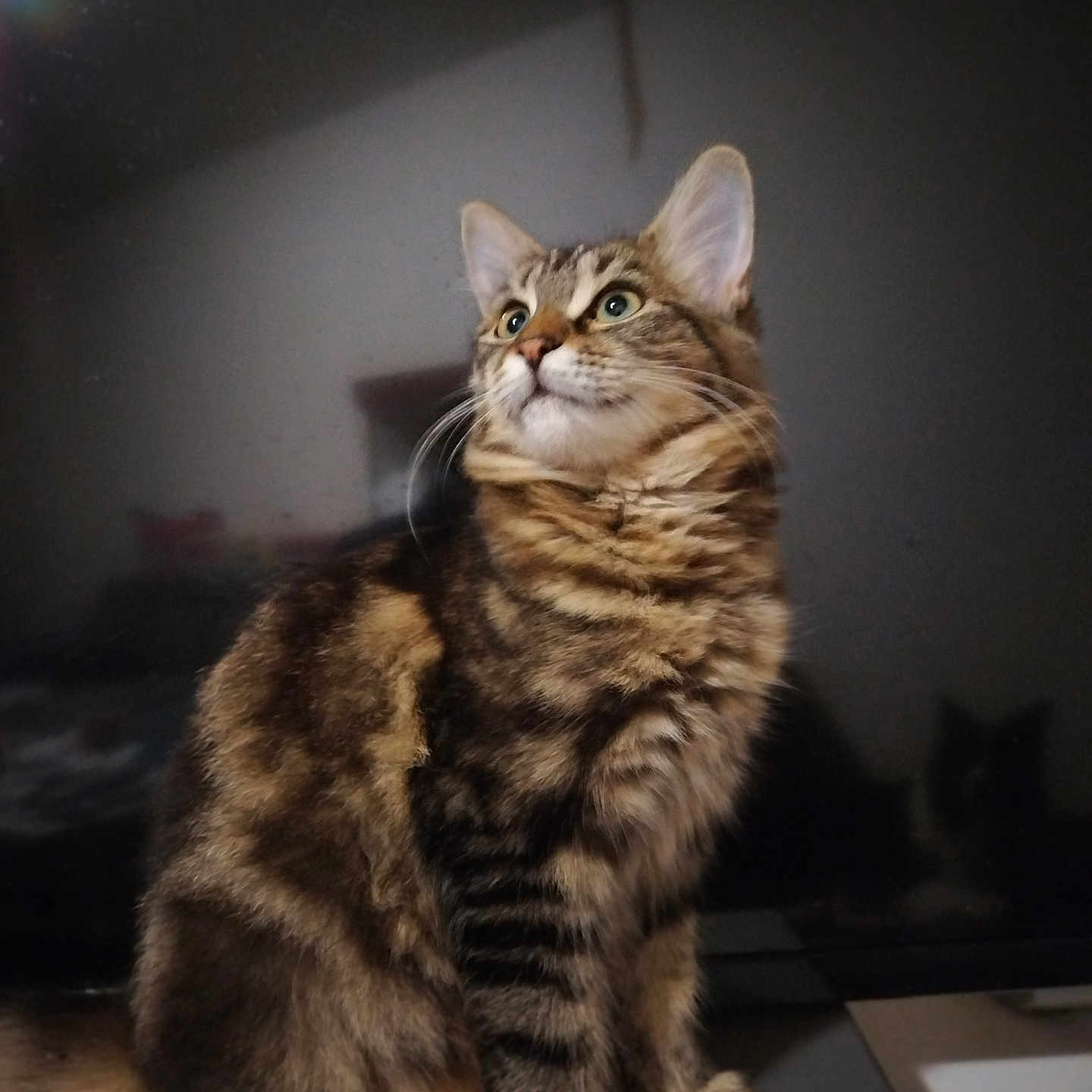 Pixi