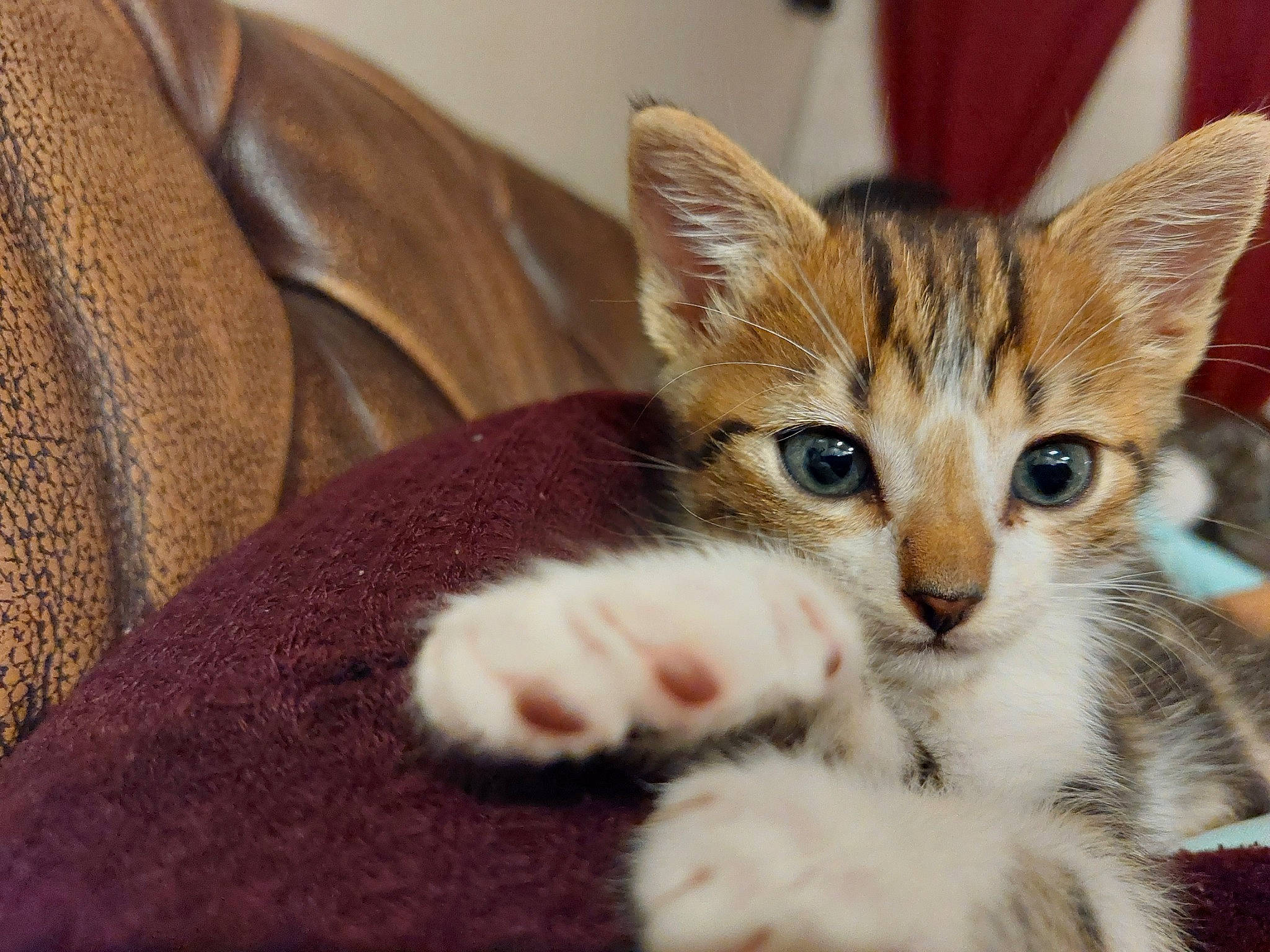 Rollo joined the competition — help win amazing prizes! carnivore, cat, claw, comfort, couch, domestic_short_haired_cat, fawn, felidae, fur, paw, room, small_to_medium_sized_cats, snout, tail, whiskers, window, wood