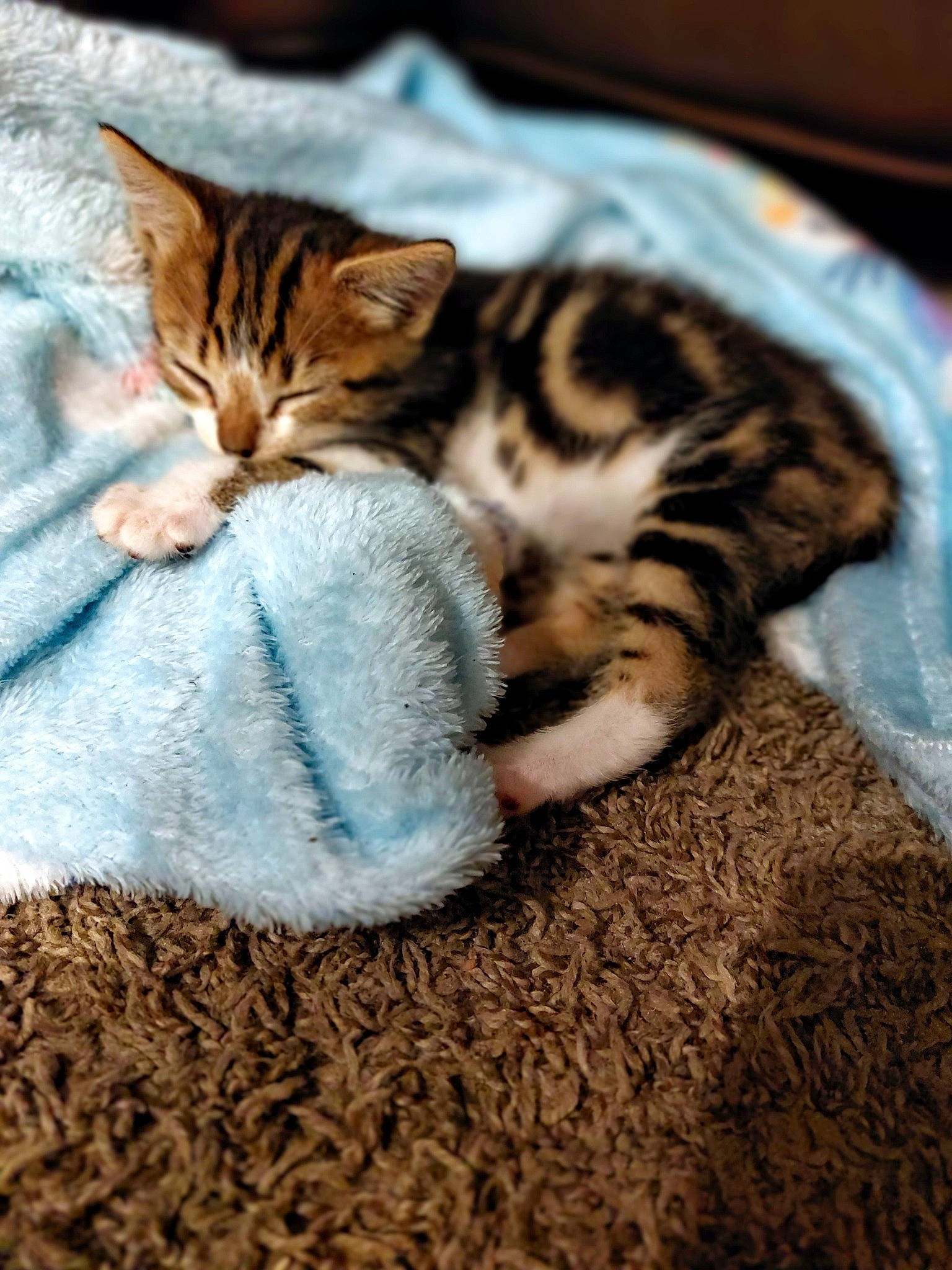 Rollo joined the competition — help win amazing prizes! carnivore, cat, claw, comfort, domestic_short_haired_cat, fawn, felidae, fur, grass, linens, mammal, nap, paw, sitting, small_to_medium_sized_cats, snout, tail, vertebrate, whiskers, wood