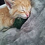 kitten, cat, orange_cat, sleeping, nap, blanket, soft_texture, fur, pink_nose, whiskers, ear, close_up, cozy, toy_ball, green_ball, pet, indoor, cuddly, muzzle, adorable