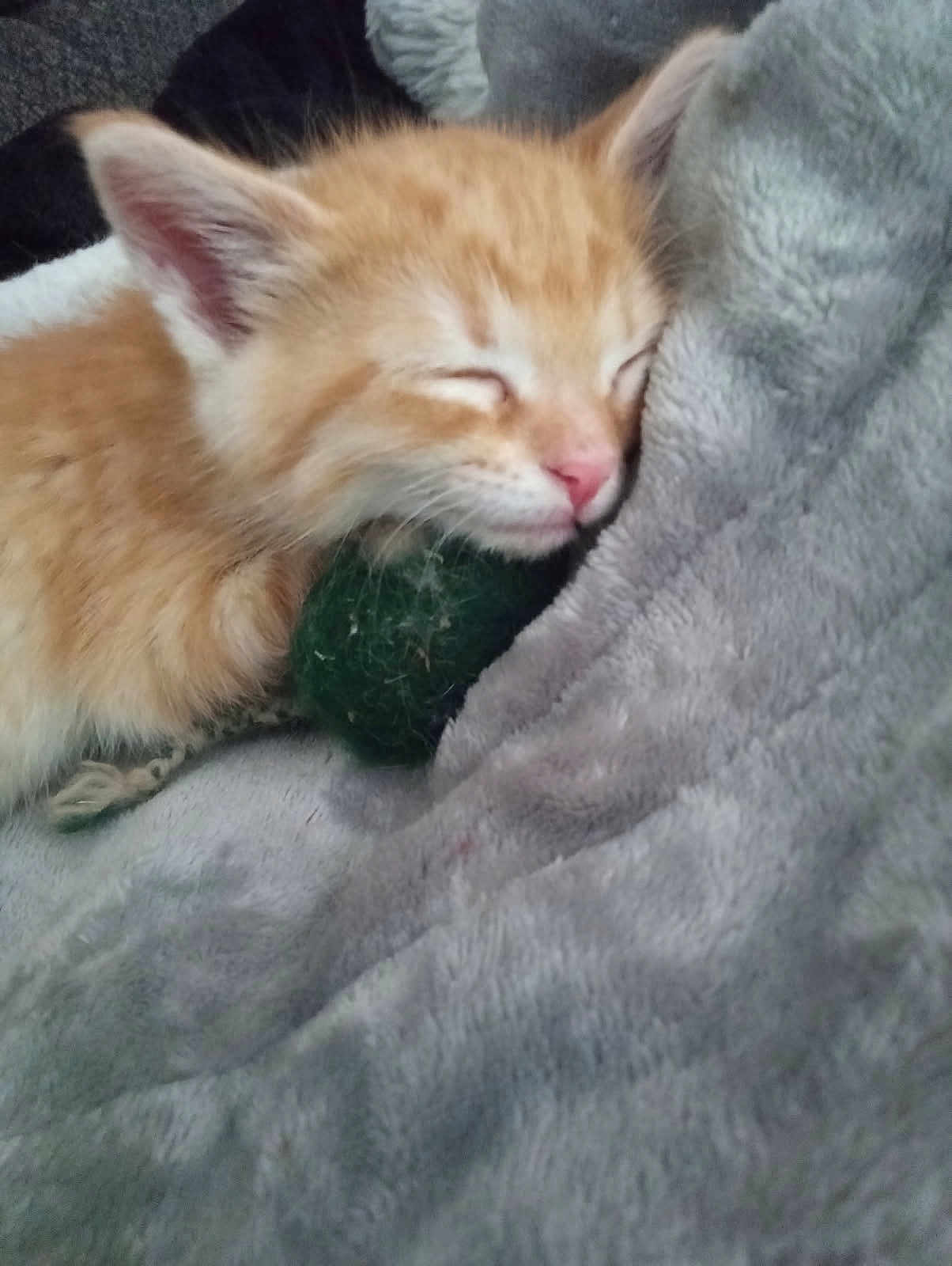Cheeto joined the competition — help win amazing prizes! kitten, cat, orange_cat, sleeping, nap, blanket, soft_texture, fur, pink_nose, whiskers, ear, close_up, cozy, toy_ball, green_ball, pet, indoor, cuddly, muzzle, adorable