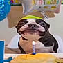 Meeko joined the competition — help win amazing prizes! dog, birthday, cake, candle, party_hat, balloon, celebration, smile, pet, indoor, table, festive, black_and_white, cute, animal, face, happy, canine, closeup, event