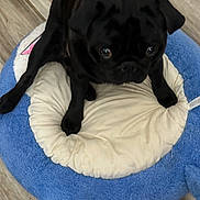 Meeko joined the competition — help win amazing prizes! dog, pug, black_dog, pet_bed, blue_bed, cream_bed, floor, wooden_floor, indoor, cute, animal, pet, small_dog, looking_up, fur, paw, sitting, adorable, companion, domestic_animal