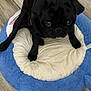 dog, pug, black_dog, pet_bed, blue_bed, cream_bed, floor, wooden_floor, indoor, cute, animal, pet, small_dog, looking_up, fur, paw, sitting, adorable, companion, domestic_animal