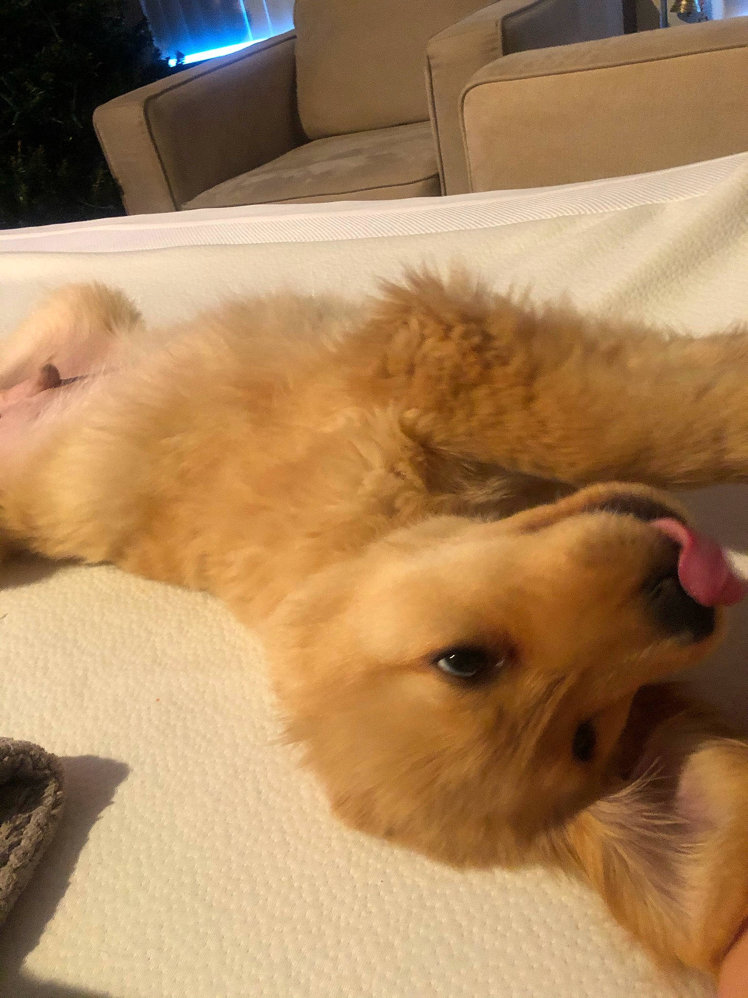 Sampson is registered to the contest to win money with this photo: canidae, carnivore, companion_dog, dog, dog_breed, dog_supply, fawn, fur, lamp, living_room, non_sporting_group, pet_supply, pillow, puppy, snout, sporting_group, throw_pillow, toy_dog, whiskers, working_animal