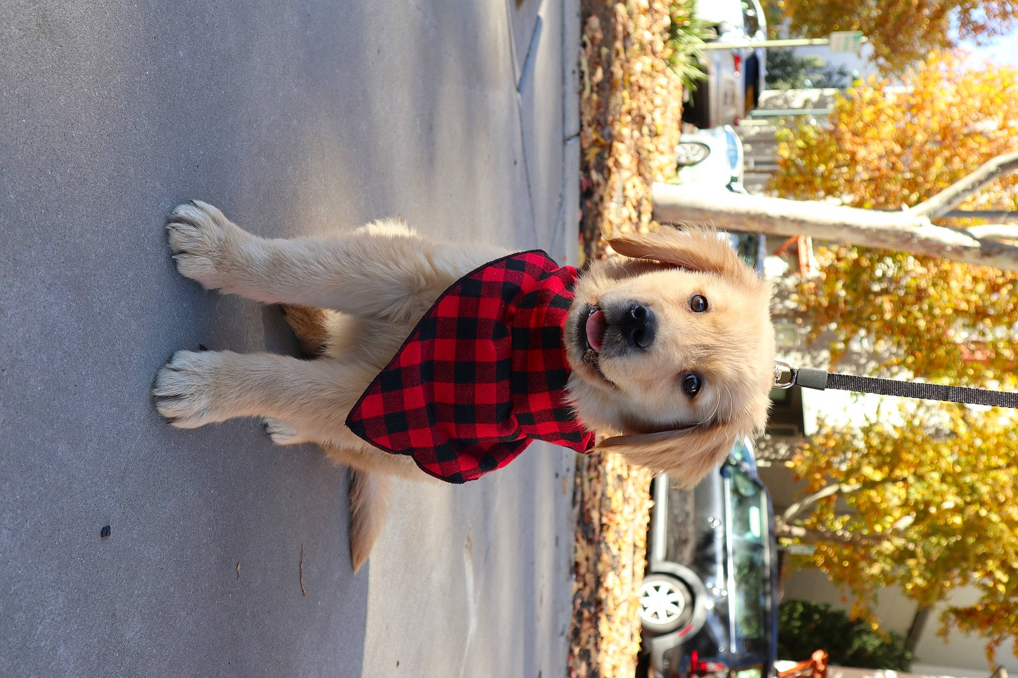 Sampson joined the competition — help win amazing prizes! autumn, canidae, carnivore, collar, companion_dog, concrete, deciduous, dog, dog_breed, dog_supply, fawn, fur, leash, pet_supply, snout, sporting_group, stuffed_toy, vertebrate, working_animal, working_dog