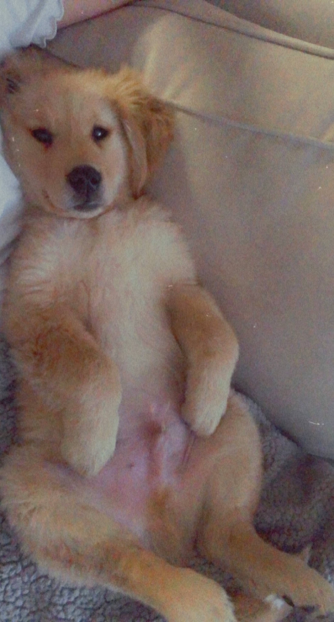 Sampson joined the competition — help win amazing prizes! ancient_dog_breeds, canidae, carnivore, companion_dog, dog, dog_breed, dog_supply, fawn, fur, non_sporting_group, paw, puppy, skin, snout, sporting_group, terrestrial_animal, toe, vertebrate, whiskers, working_animal