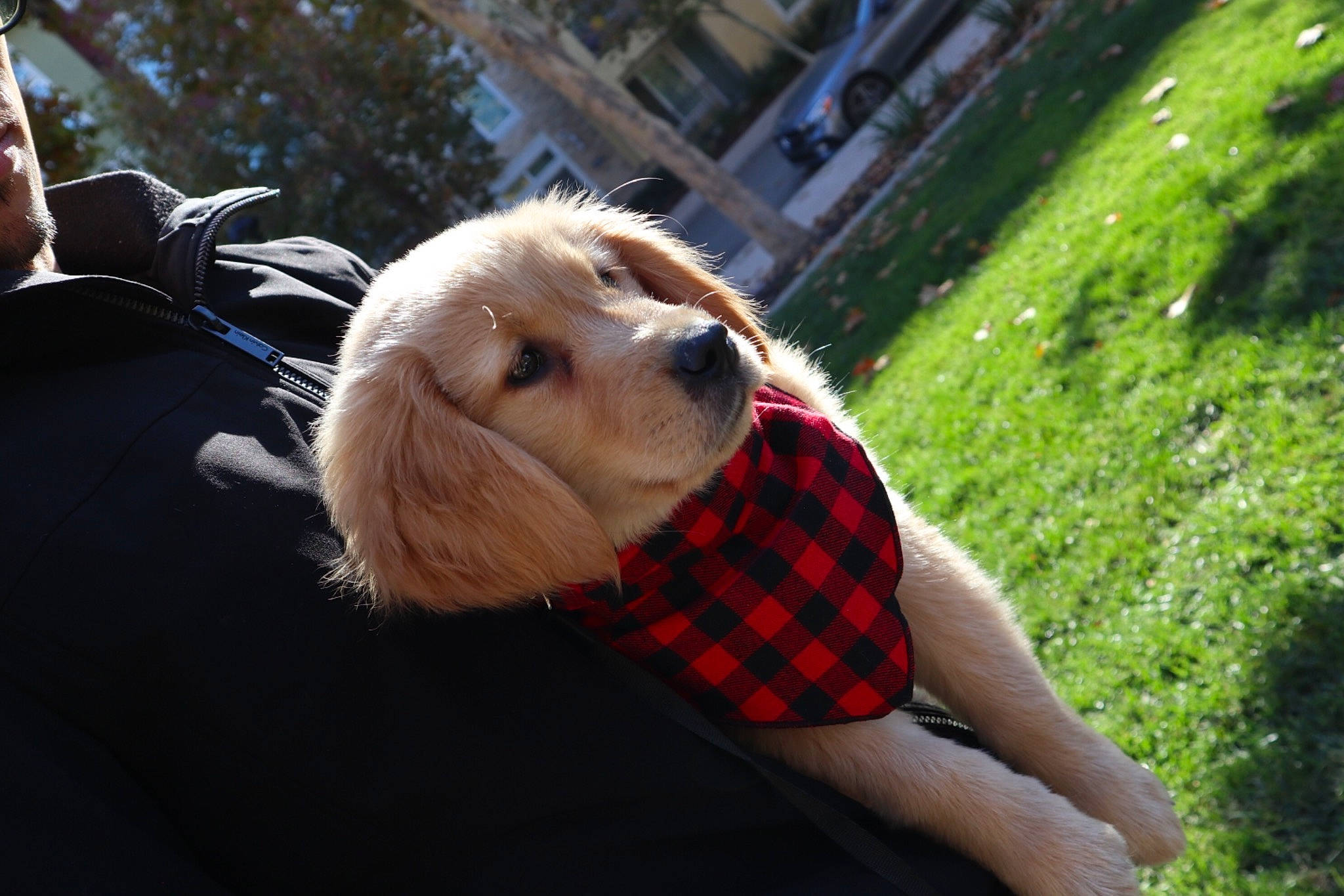 Sampson is registered to the contest to win money with this photo: canidae, carnivore, companion_dog, dog, dog_breed, fur, mammal, plaid, snout, sporting_group, tartan, working_animal