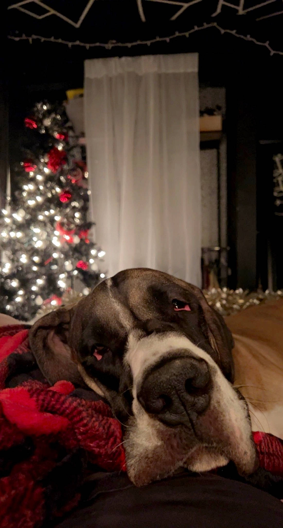 Coop is registered to the contest to win money with this photo: canidae, carnivore, christmas_decoration, christmas_ornament, christmas_tree, companion_dog, conifer, curtain, dog, dog_breed, event, fawn, fur, holiday, holiday_ornament, snout, sporting_group, tree, whiskers, working_animal