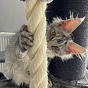Zia participe au concours pour gagner de l'argent avec cette photo : animal, cat, cat_tree, claws, closeup, curious, ears, eyes, feline, fur, gray_fur, indoor, kitten, paw, pet, playful, rope, scratching_post, whiskers, young
