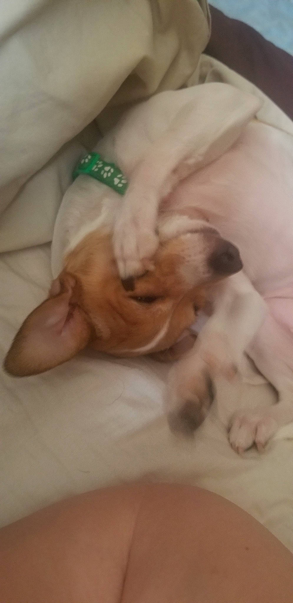 Negan joined the competition — help win amazing prizes! canidae, carnivore, companion_dog, dog, dog_breed, fawn, nap, non_sporting_group, puppy, puppy_love, shih_tzu, sleep, sporting_group