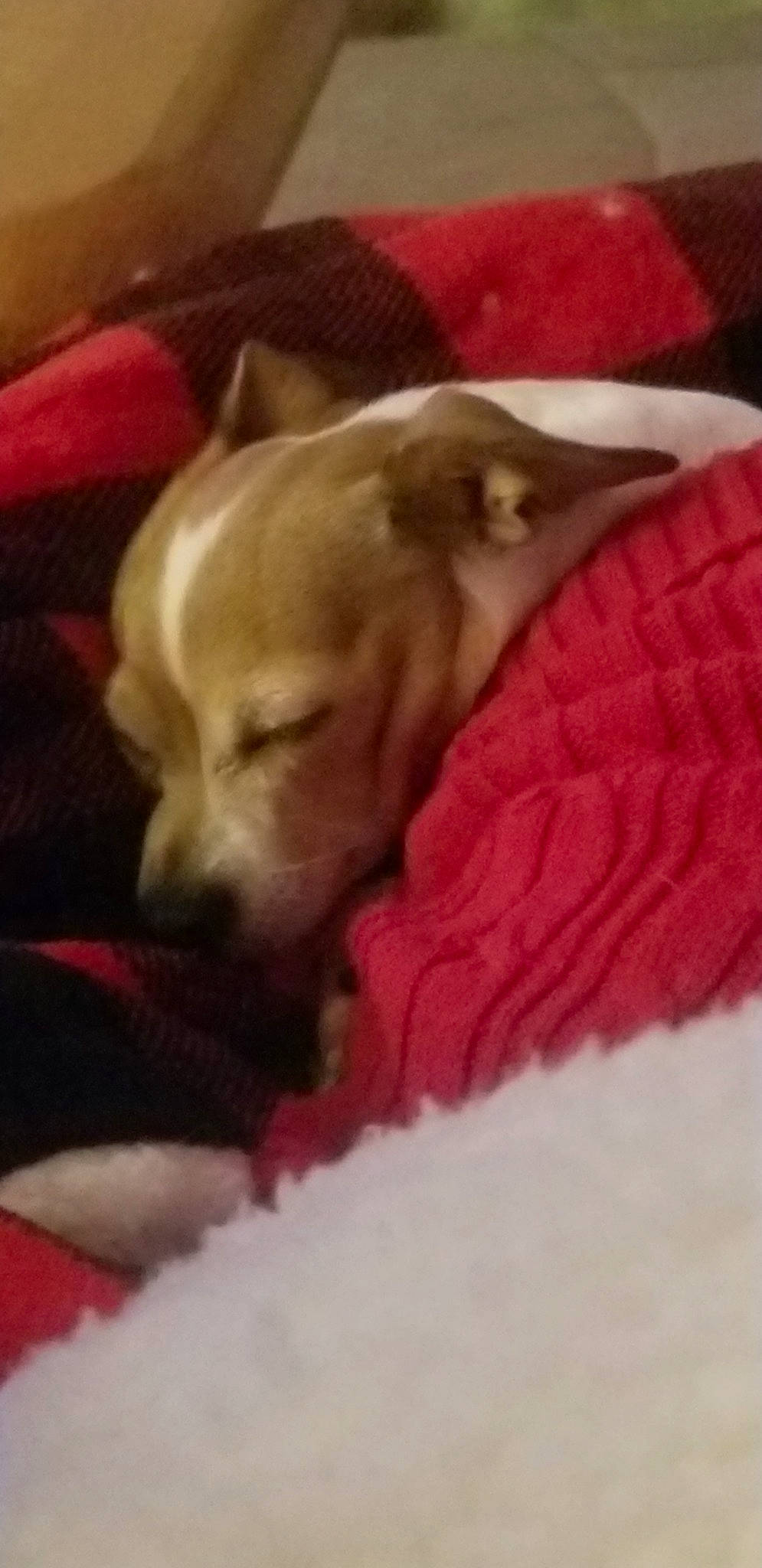 Negan joined the competition — help win amazing prizes! canidae, carnivore, chihuahua, companion_dog, dog, dog_breed, fawn, italian_greyhound, labrador_retriever, mammal, non_sporting_group, puppy, retriever, snout, sporting_group, toy_dog, vertebrate, whippet