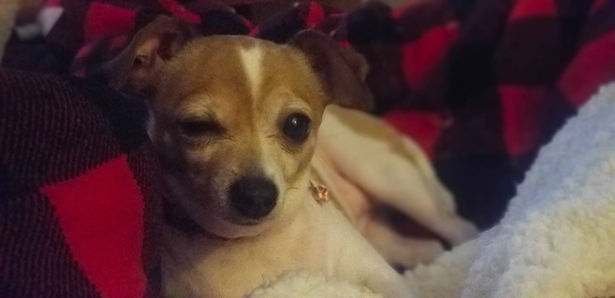 Negan joined the competition — help win amazing prizes! canidae, carnivore, chihuahua, companion_dog, dog, dog_breed, fox_terrier, jack_russell_terrier, mammal, miniature_fox_terrier, puppy, rat_terrier, russell_terrier, snout, terrier, toy_dog, toy_fox_terrier, vertebrate, whiskers