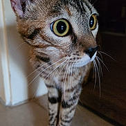 Happy participe au concours pour gagner de l'argent avec cette photo : alert, animal, cat, closeup, corner, curious, cute, domestic, ears, eyes, face, feline, floor, indoor, mammal, paws, pet, striped, tabby, whiskers